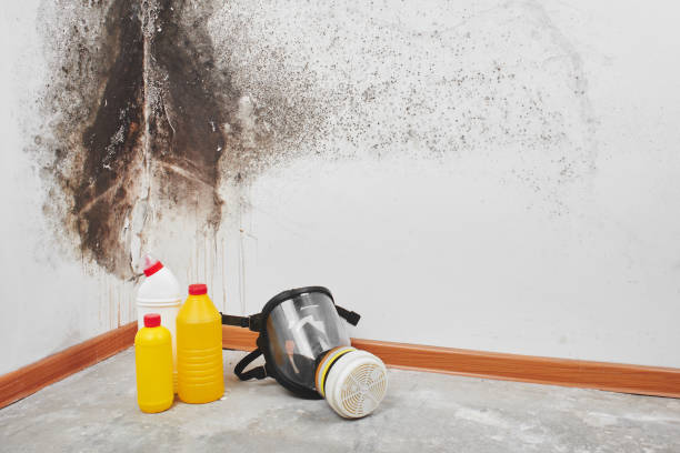 Best Crawl Space Mold Removal  in Shelbyvle, IL