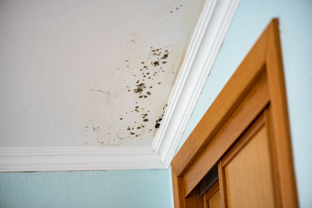 Best Emergency Mold Removal  in Shelbyvle, IL