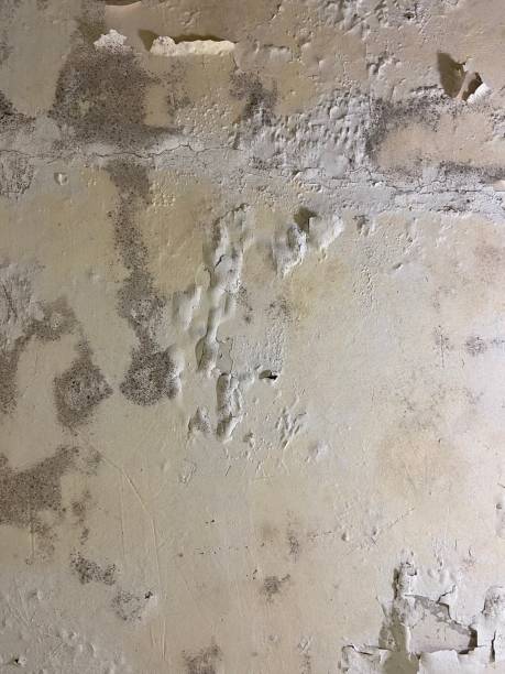 Best Mold Testing  in Shelbyvle, IL