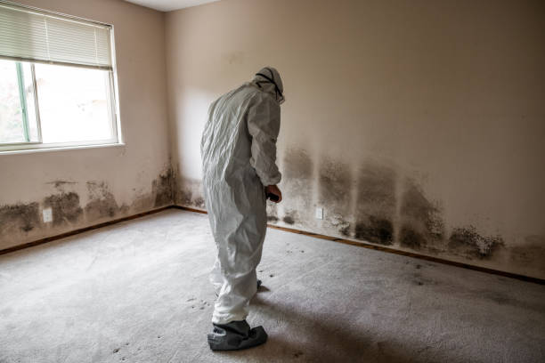 Best Mold Testing and Removal  in Shelbyvle, IL
