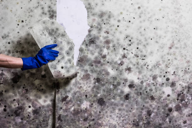 Reliable Shelbyville, IL Mold Removal Solutions
