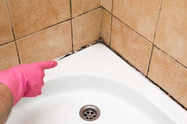 Best Home Mold Removal  in Shelbyvle, IL