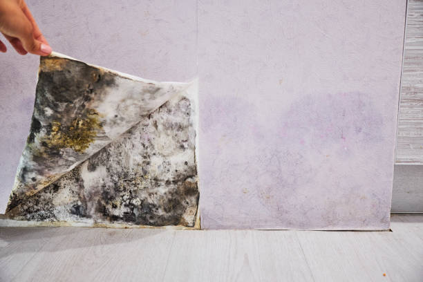 Office Mold Removal Services in Shelbyville, IL